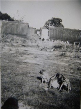 Photo:John's dogs in front of the huts